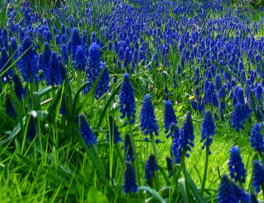 muscari