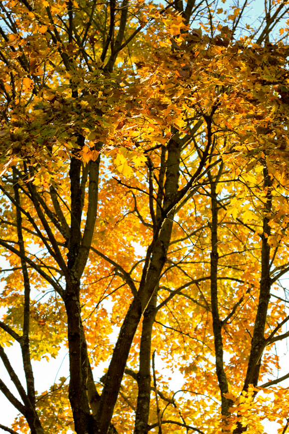 fallfoliage