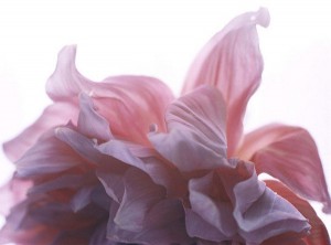 flower_brunoripoche